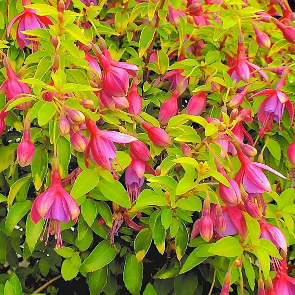 Fuchsia 'Thumbelina Gem'3 Fuchsia 'Thumbelina Gem'