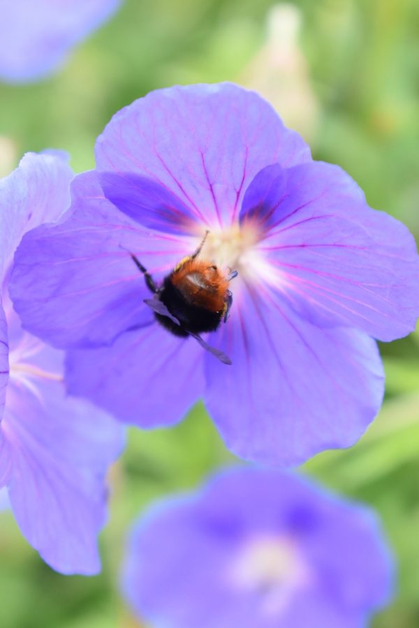 Geranium 'Brookside'