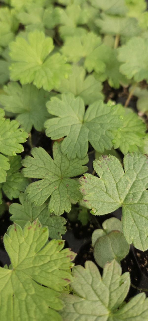 Geranium wallichianum 'Buxton's Variety'2 Geranium wallichianum 'Buxton's Variety'