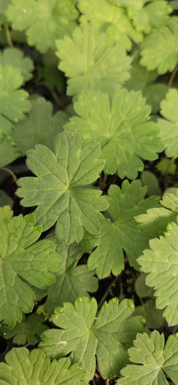 Geranium wallichianum 'Buxton's Variety'3 Geranium wallichianum 'Buxton's Variety'