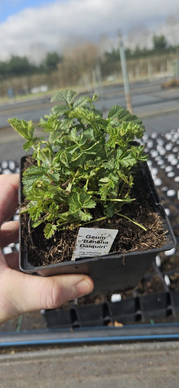 Geum 'Banana Daiquiri' Geum 'Banana Daiquiri'