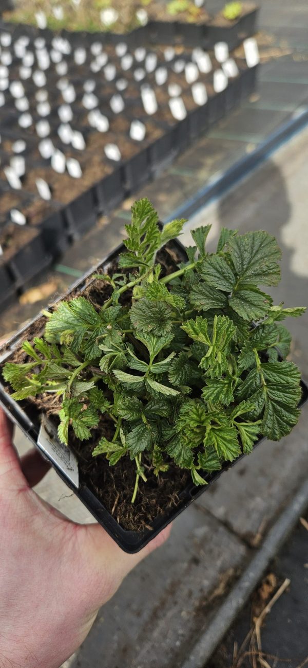 Geum 'Banana Daiquiri'2 Geum 'Banana Daiquiri'