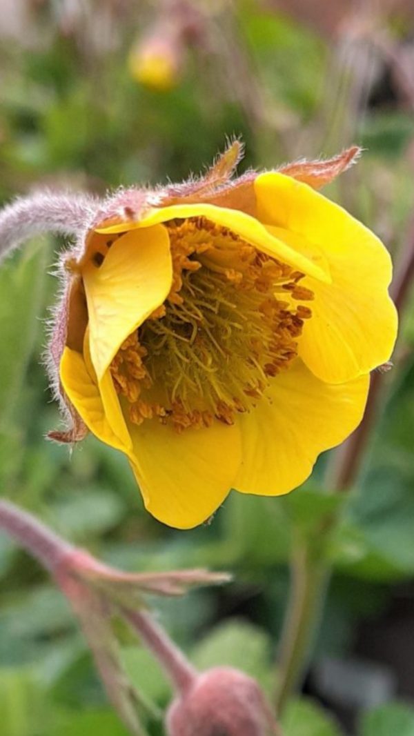 Geum 'Farmer John Cross'