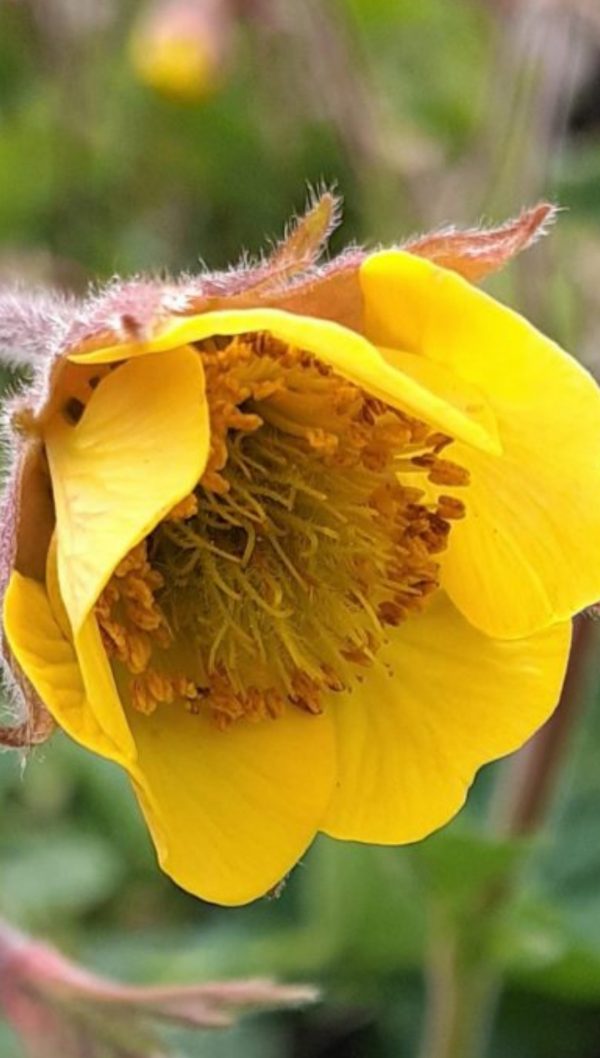 Geum 'Farmer John Cross'