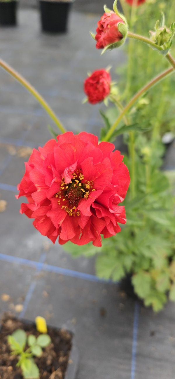 Geum 'Fiery Red' Geum 'Fiery Red'