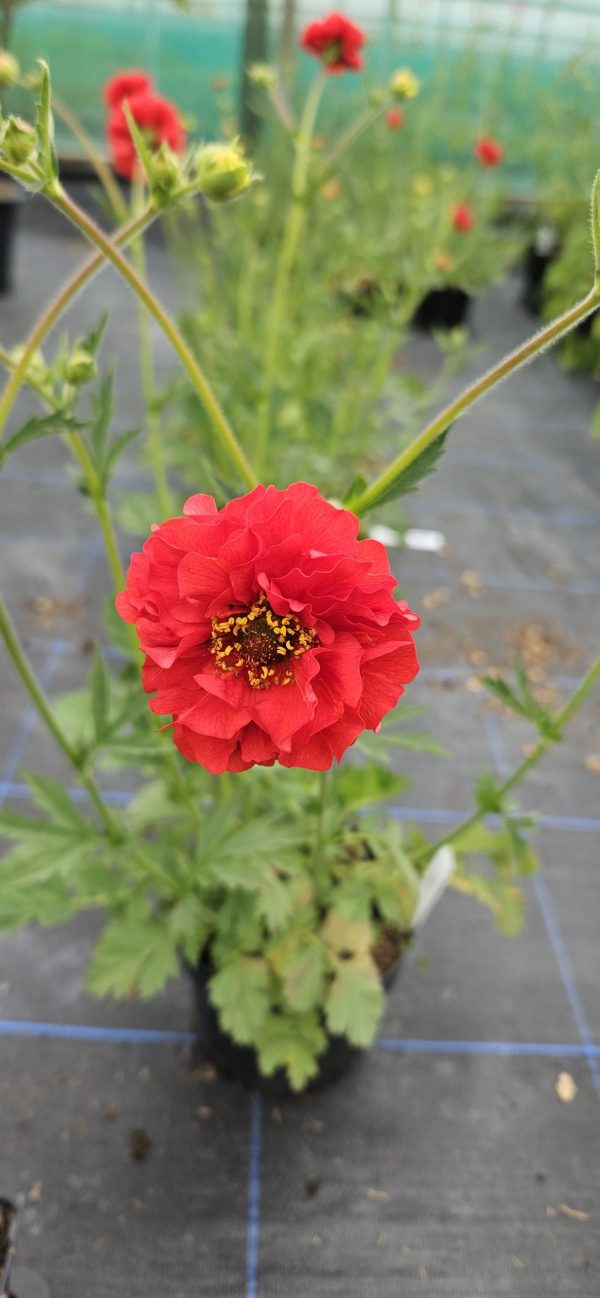 Geum 'Fiery Red'2 Geum 'Fiery Red'