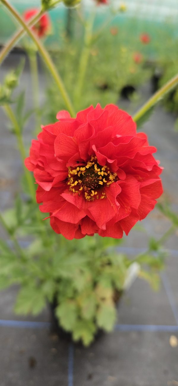 Geum 'Fiery Red'3 Geum 'Fiery Red'