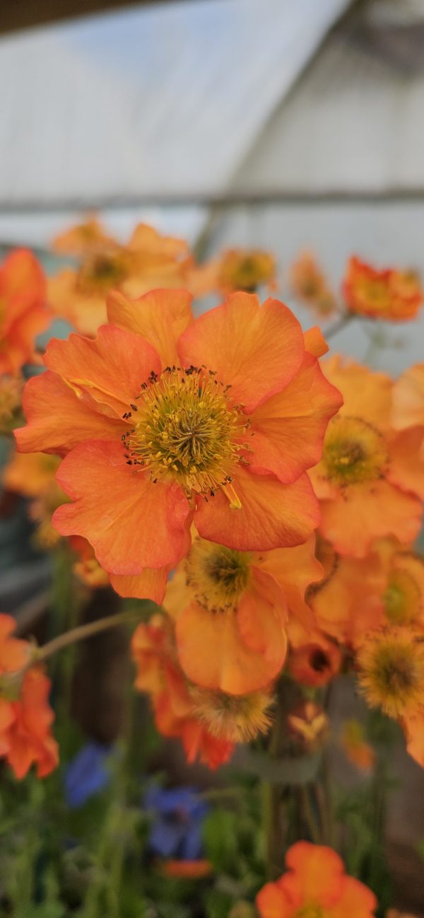 Geum Foxy Tempest
