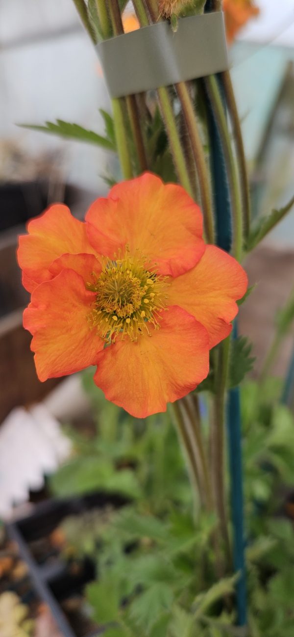 Geum Foxy Tempest