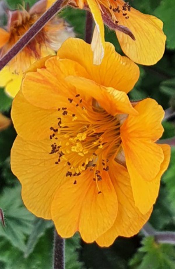 Geum 'Karlstaer' Geum 'Karlstaer'