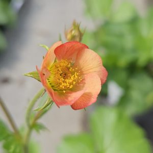 Geum 'Mango Lassi'