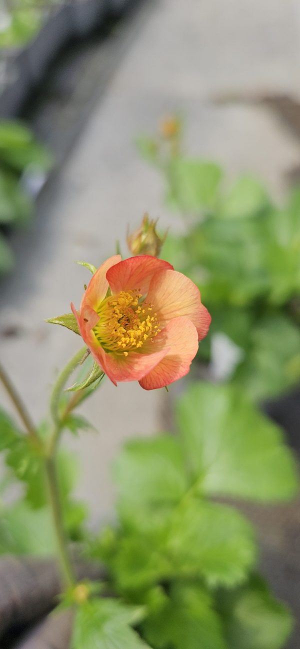 Geum 'Mango Lassi' Geum 'Mango Lassi'