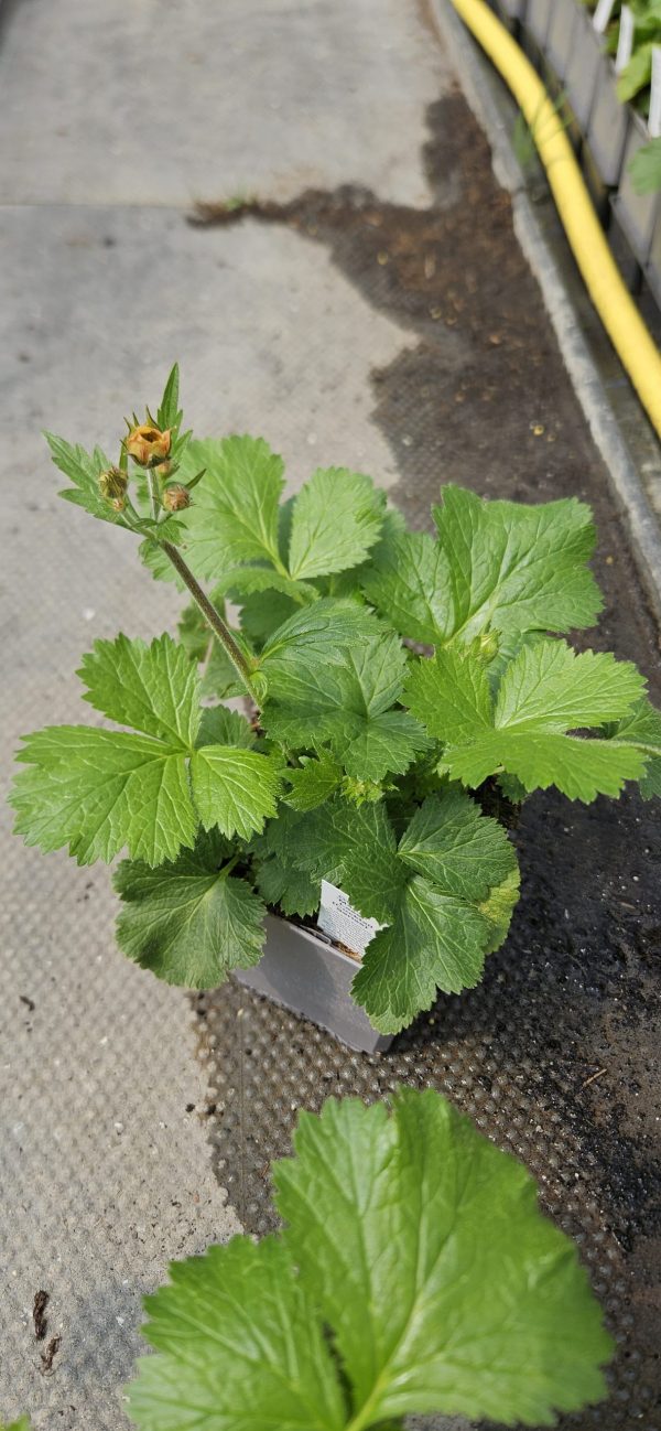 Geum 'Mango Lassi'2 Geum 'Mango Lassi'