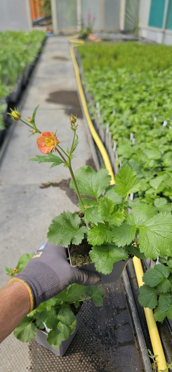 Geum 'Mango Lassi'3 Geum 'Mango Lassi'