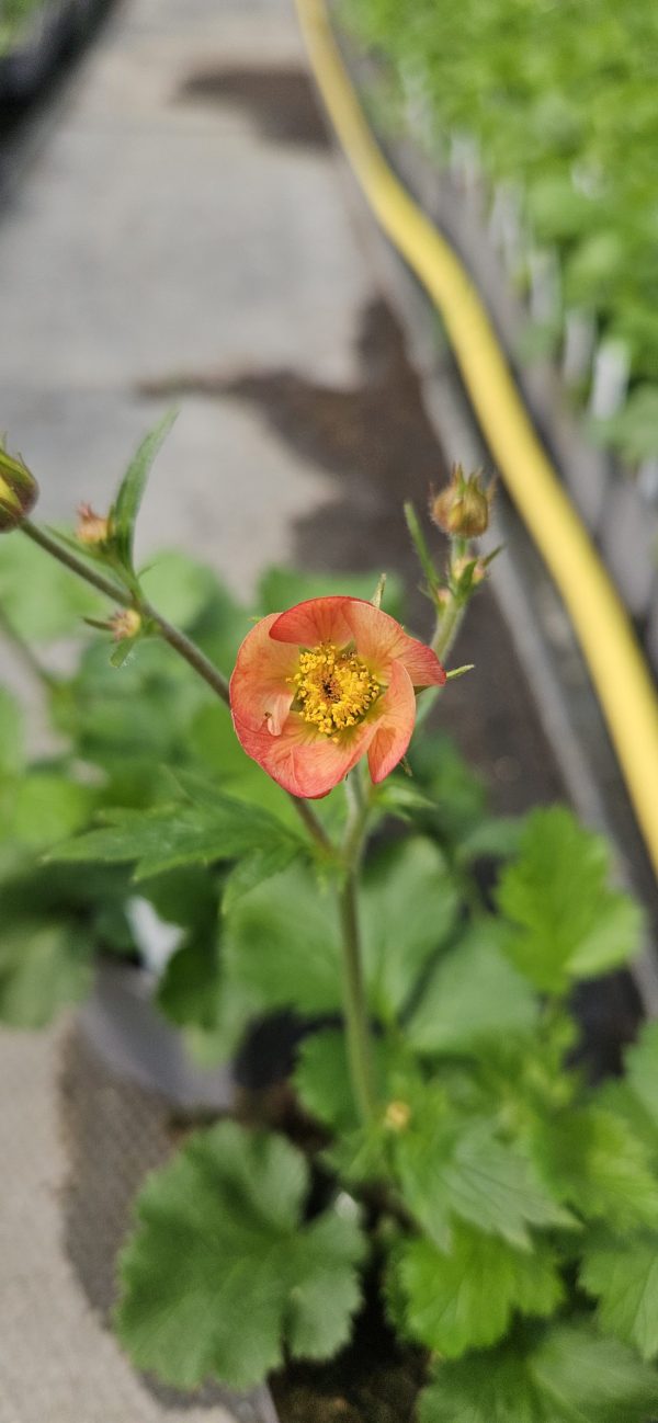 Geum 'Mango Lassi'4 Geum 'Mango Lassi'