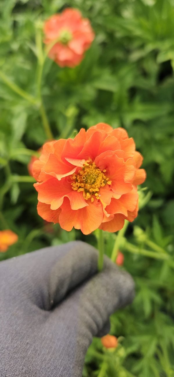 Geum 'Miss Clementine'