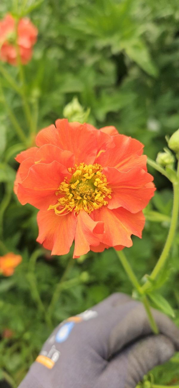 Geum 'Miss Clementine'