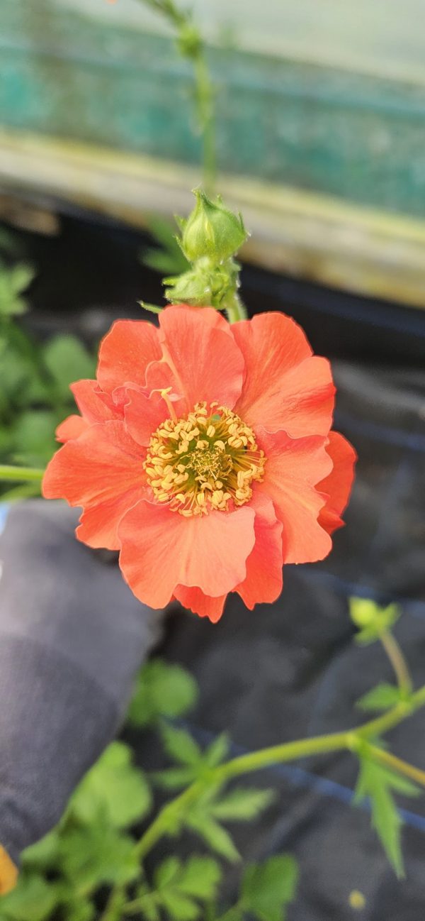 Geum 'Miss Clementine'