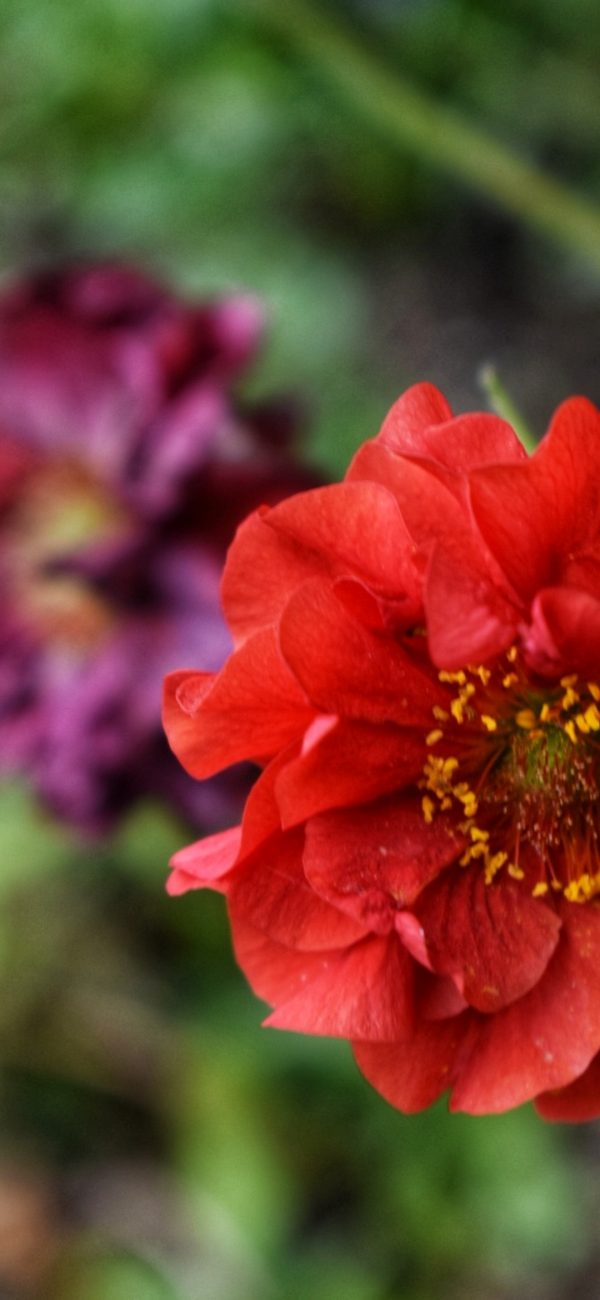 Geum 'Mrs J Bradshaw'