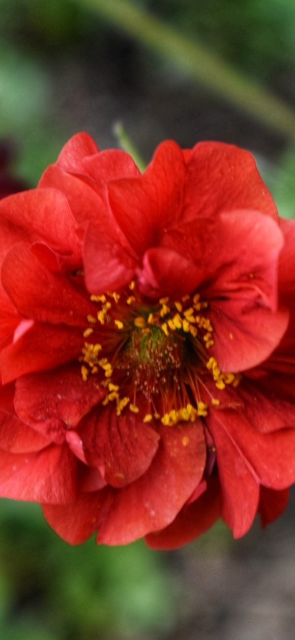 Geum 'Mrs J Bradshaw'