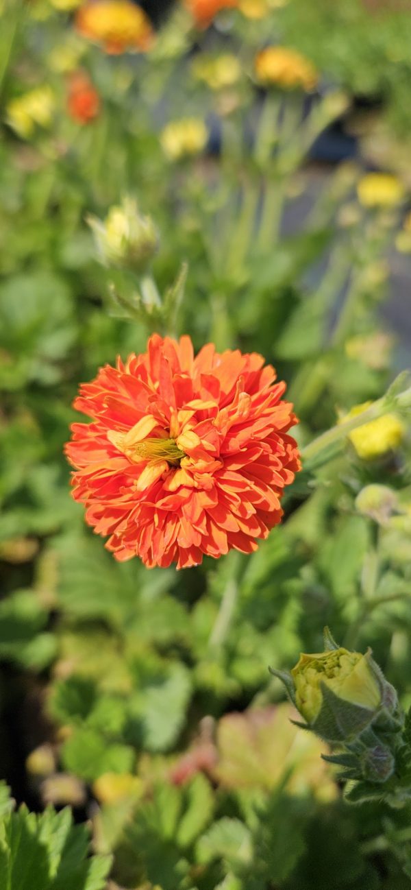 Geum 'Orange Pumpkin'