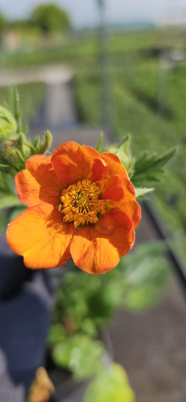 Geum 'Prinses Juliana'