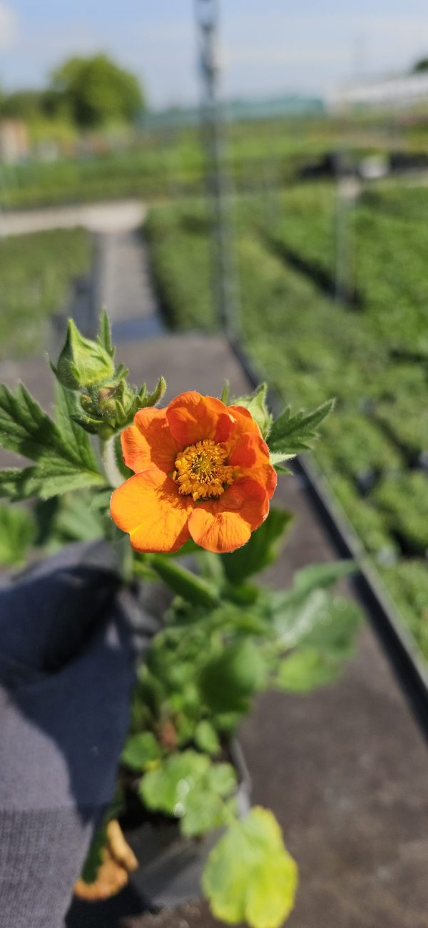 Geum 'Prinses Juliana'