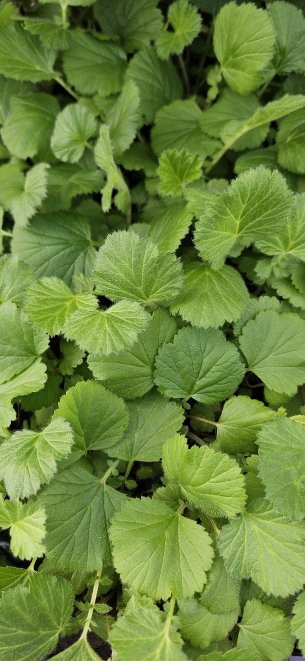 Geum 'Prinses Juliana'