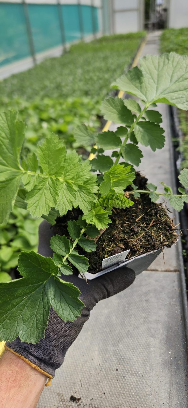 Geum 'Sangria' Geum 'Sangria'