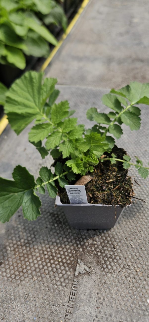 Geum 'Sangria'2 Geum 'Sangria'