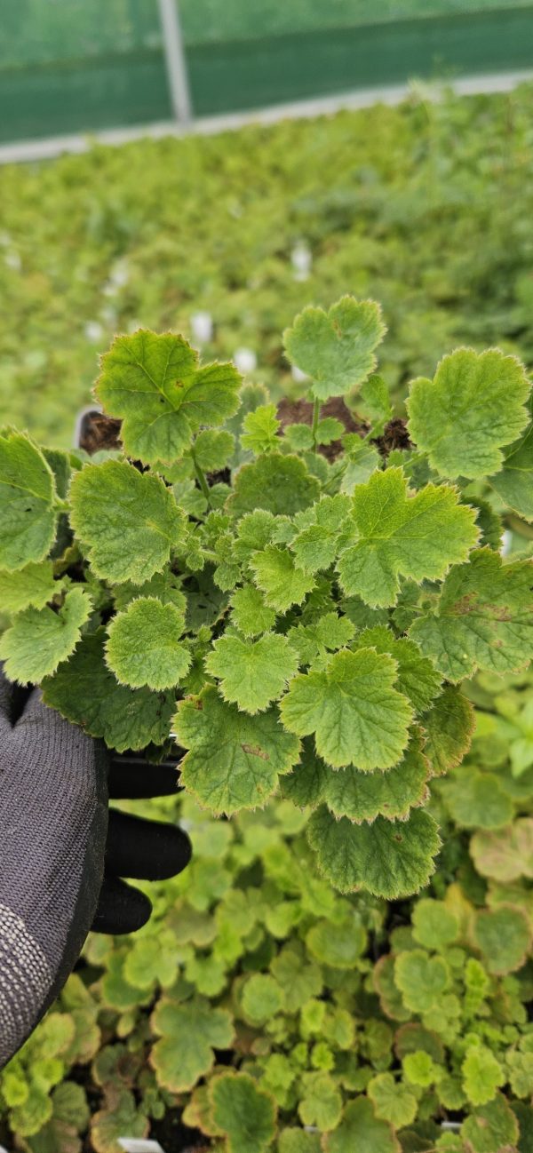 Geum 'Solar Tempest'
