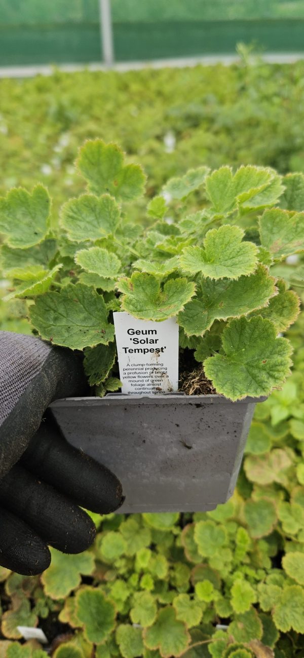 Geum 'Solar Tempest'