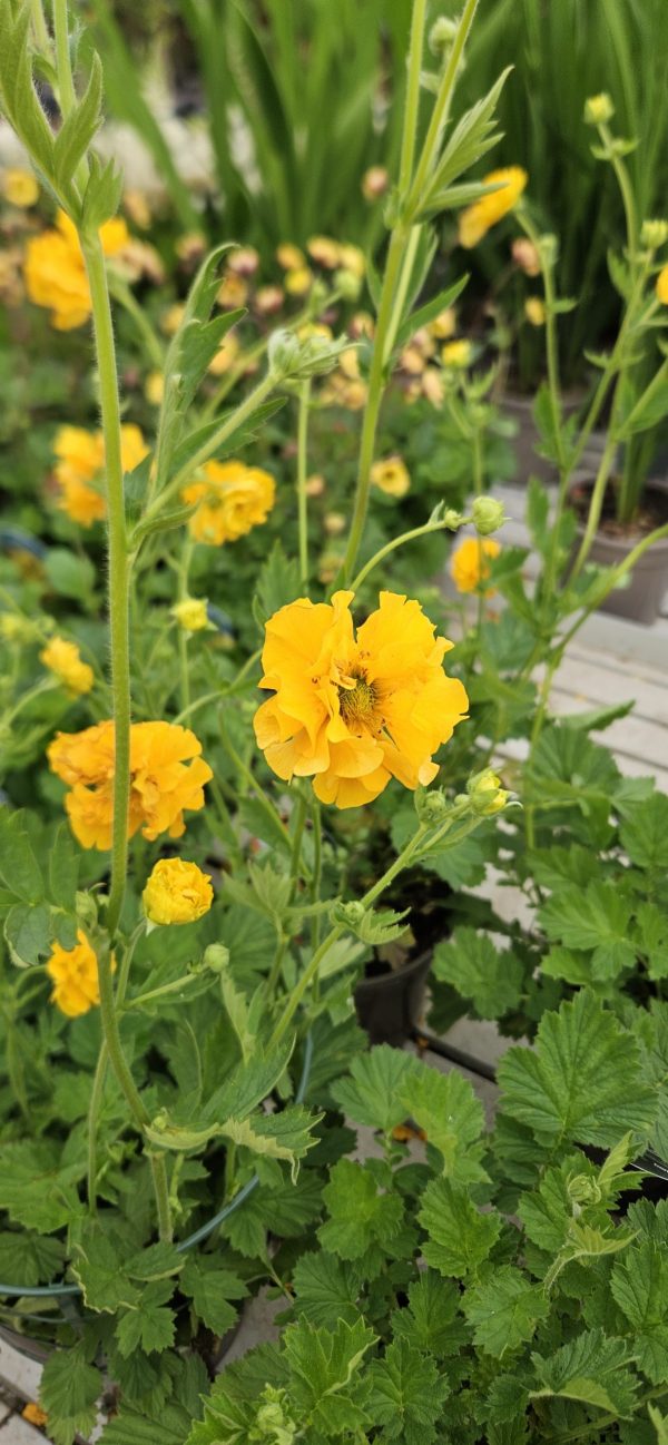 Geum 'Sunrise'2 Geum 'Sunrise'