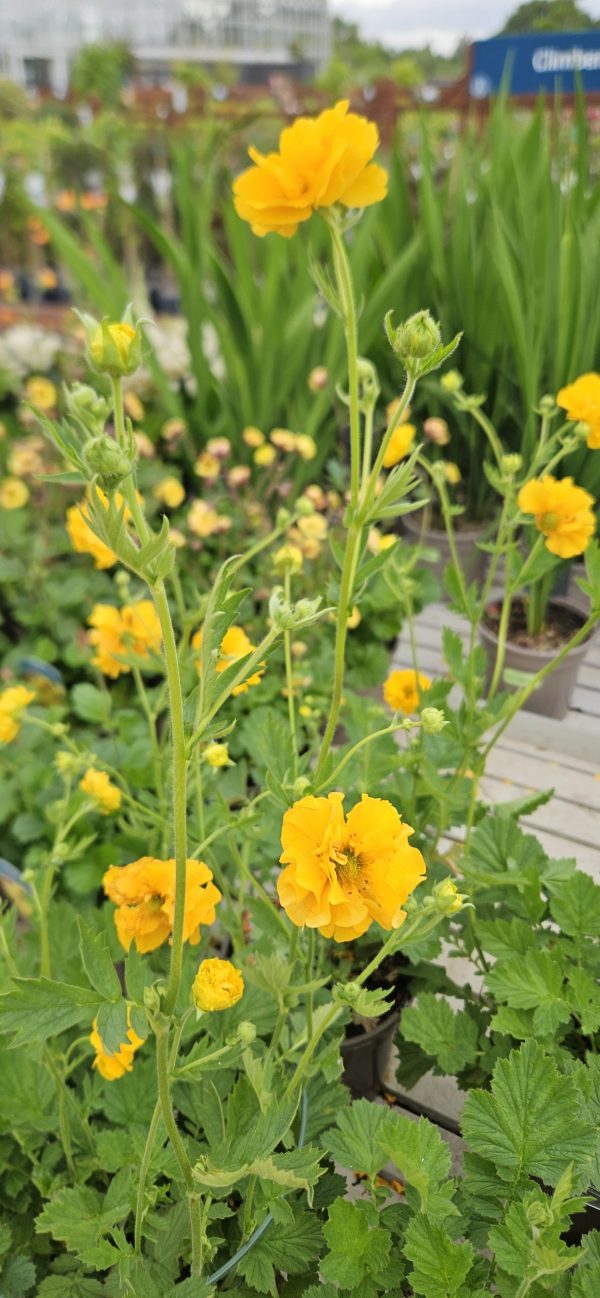 Geum 'Sunrise'3 Geum 'Sunrise'