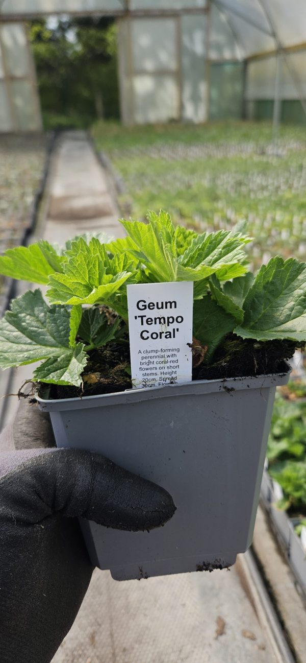 Geum 'Tempo Coral'
