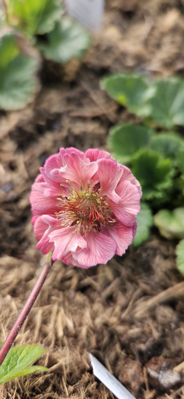 Geum 'Tempo Rose'