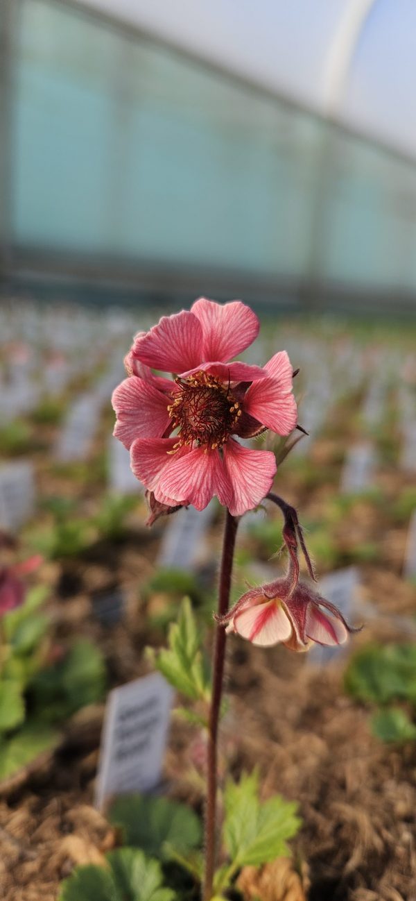 Geum 'Tempo Rose'