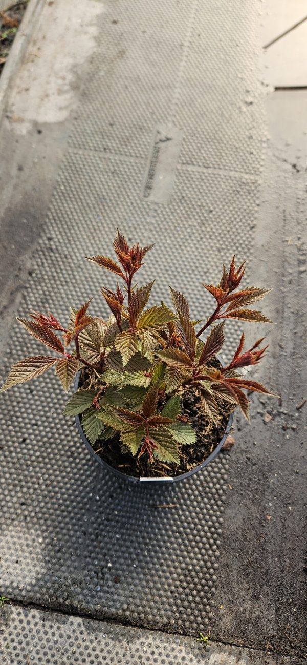 Gillenia trifoliata 'Pink Profusion' Gillenia trifoliata 'Pink Profusion'