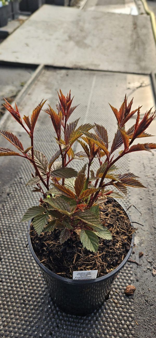 Gillenia trifoliata 'Pink Profusion'2 Gillenia trifoliata 'Pink Profusion'