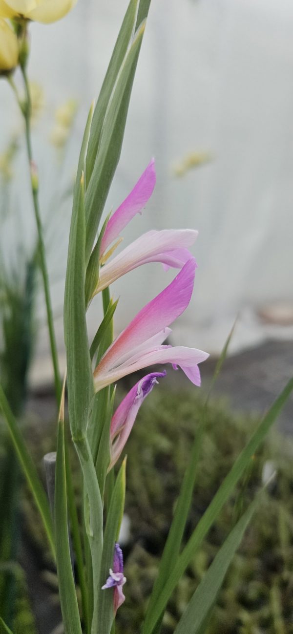 Gladiolus communis ssp. byzantinus