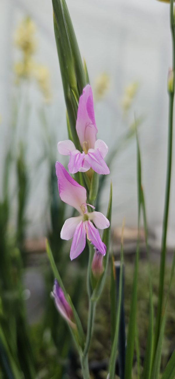 Gladiolus communis ssp. byzantinus