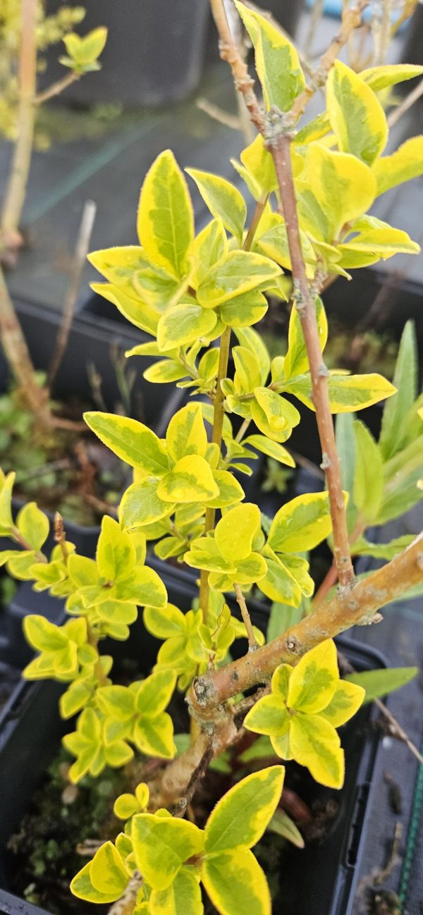 Golden Privet
