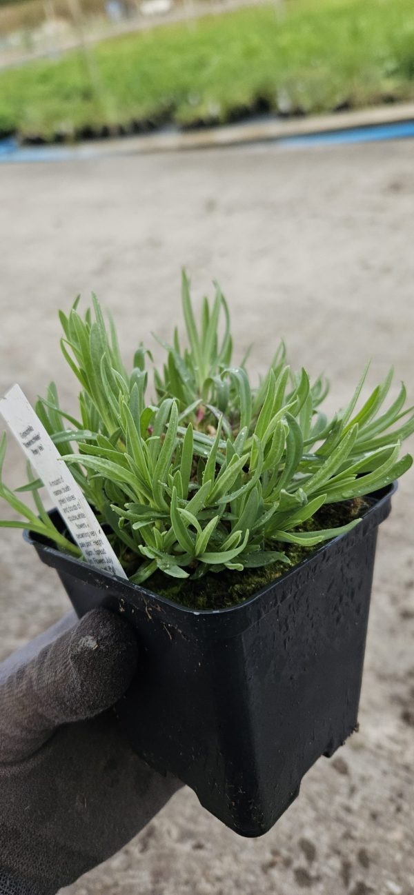 Gypsophila 'Rosenschleier' Gypsophila 'Rosenschleier'