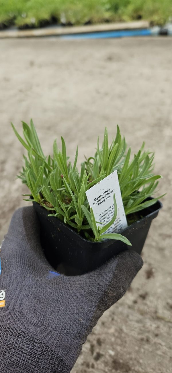 Gypsophila 'Rosenschleier'2 Gypsophila 'Rosenschleier'