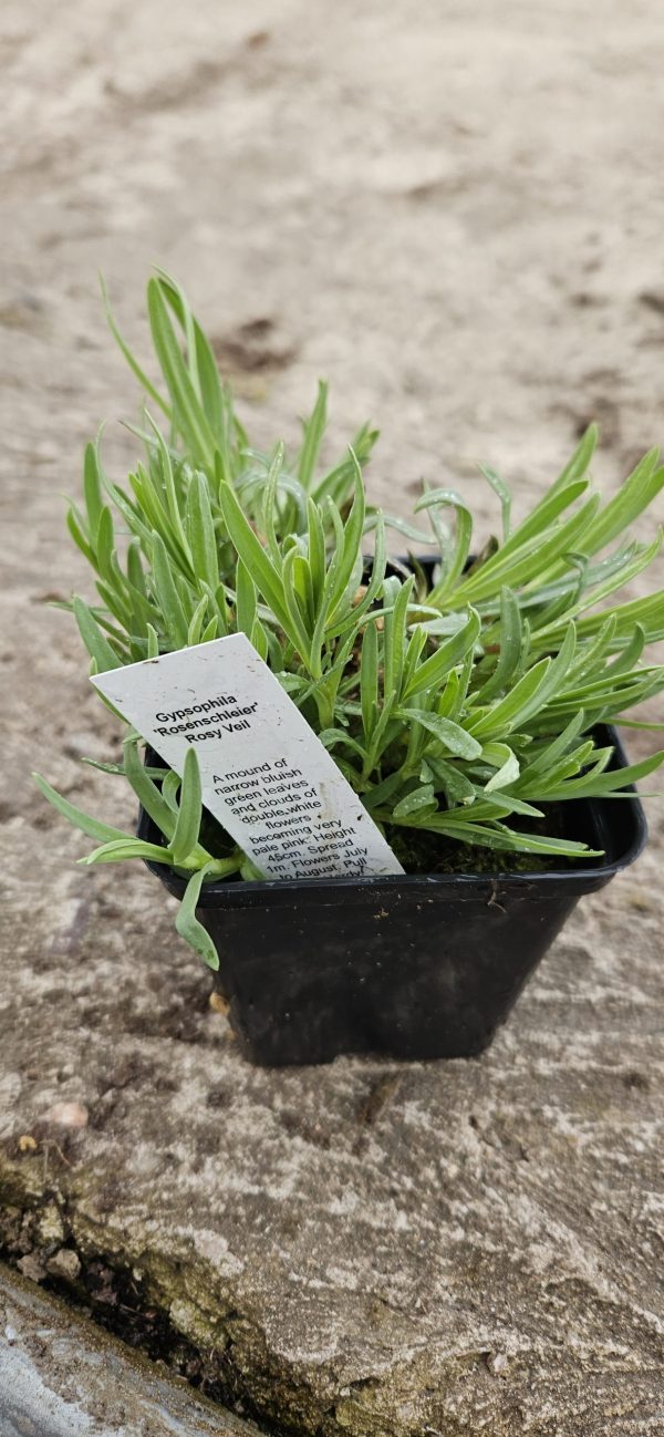 Gypsophila 'Rosenschleier'3 Gypsophila 'Rosenschleier'