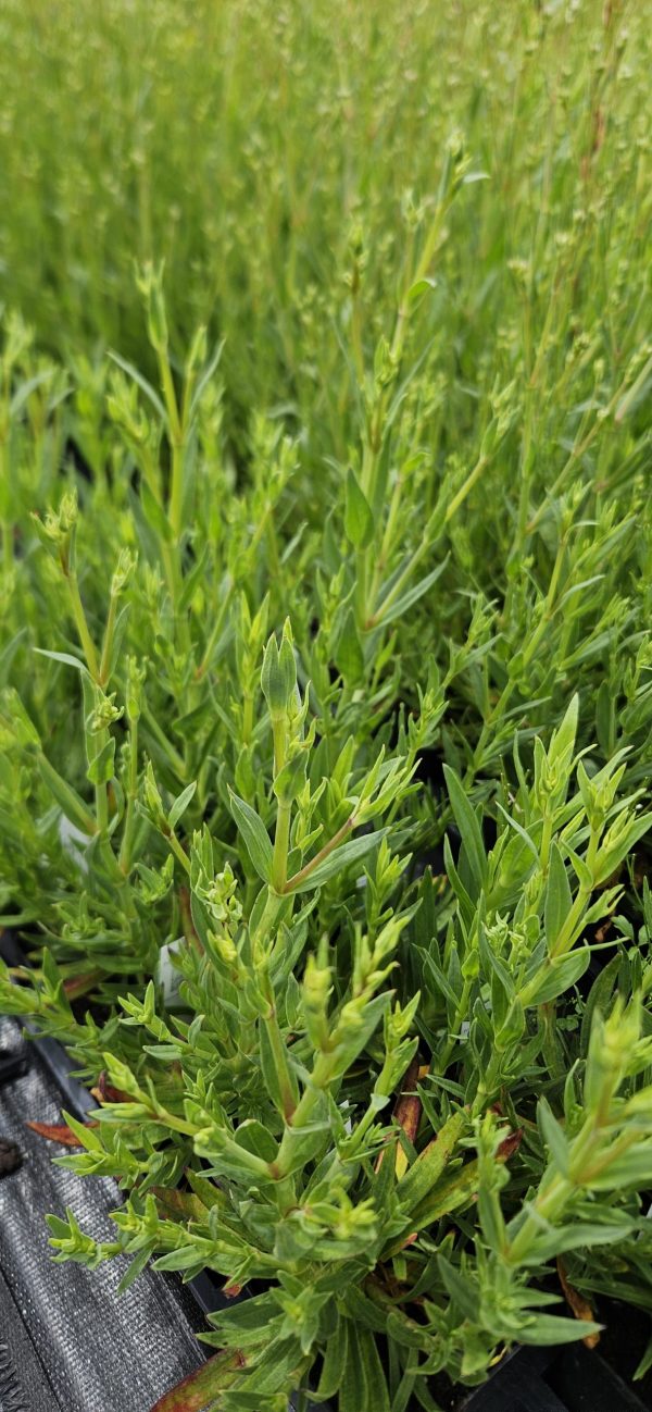Gypsophila paniculata 'Festival Pink Lady'