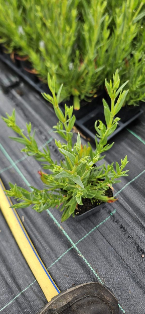 Gypsophila paniculata 'Festival Pink Lady'