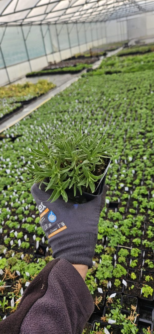 Gypsophila paniculata 'Festival White Flare' Gypsophila paniculata 'Festival White Flare'