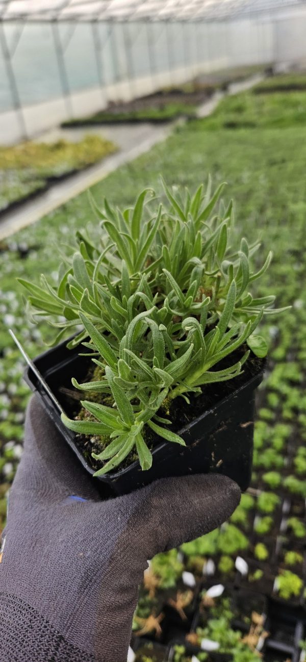 Gypsophila paniculata 'Festival White Flare'2 Gypsophila paniculata 'Festival White Flare'