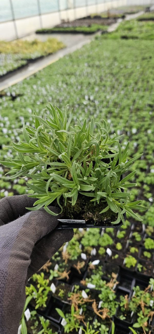 Gypsophila paniculata 'Festival White Flare'3 Gypsophila paniculata 'Festival White Flare'